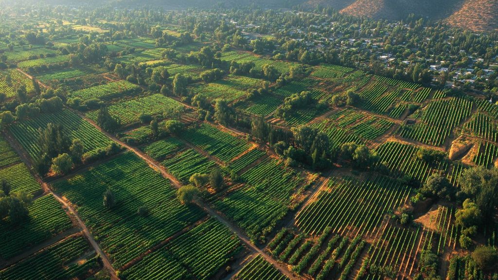 Découverte des cépages au cœur des vins chiliens