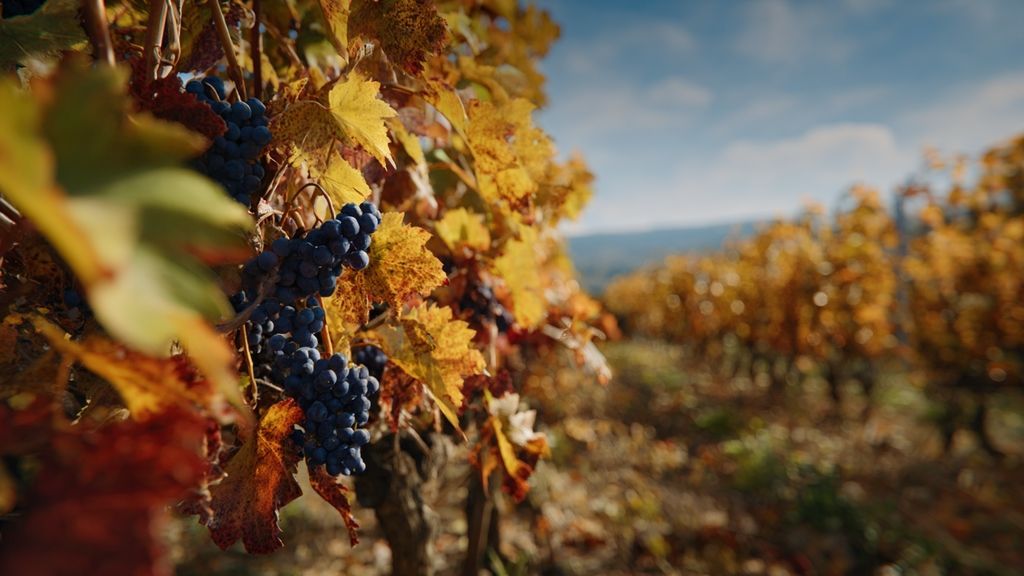 La Route des Vins de la Vallée du Rhône