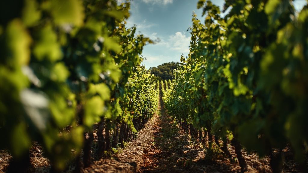 Le rôle des élections municipales