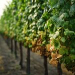 Maison Hennessy s’attaque aux maladies du bois de la vigne