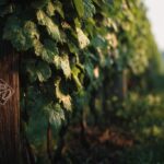 Olivier Cousin : coupable de faire du bio sous appellation incontrolée