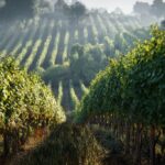 Quelle est la différence entre un vin AOP et IGP