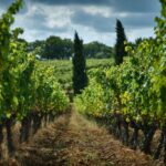 Une algue efficace contre les maladies de la vigne